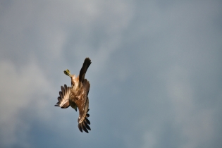 Animals_184