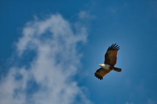 Animals_185