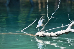Animals_189