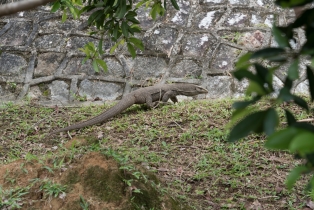 Animals_18