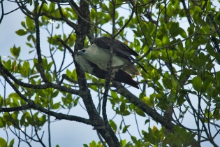 Animals_190