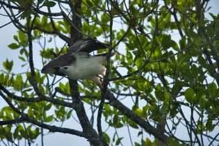 Animals_191