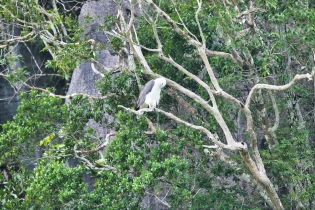 Animals_194