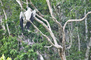 Animals_195