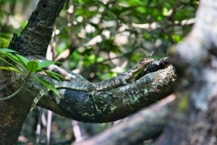 Animals_196