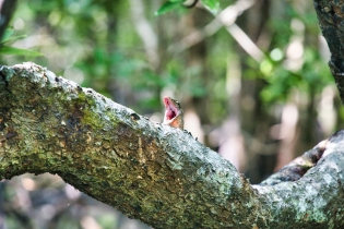 Animals_198