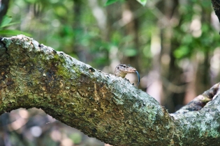 Animals_199