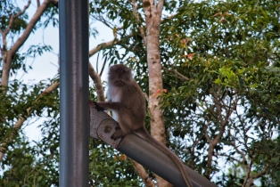 Animals_1