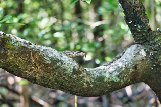Animals_200