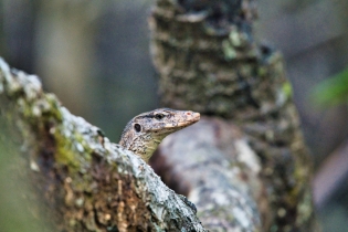 Animals_201