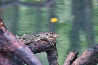 Animals_202