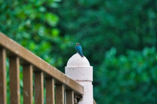 Animals_203