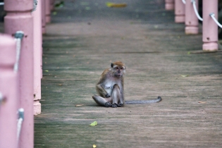 Animals_204