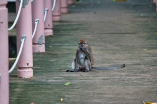 Animals_205