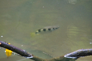 Animals_206