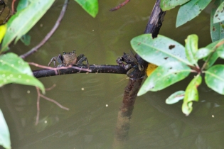 Animals_208
