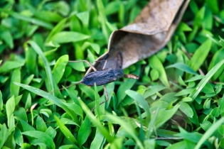 Animals_209