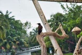 Animals_20