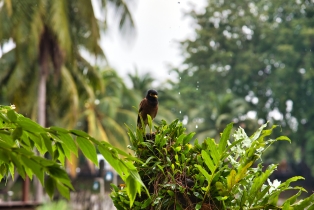 Animals_21