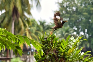 Animals_22