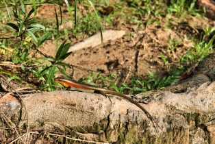Animals_23