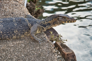 Animals_24