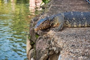 Animals_25