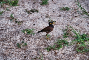 Animals_29