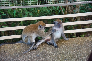 Animals_2
