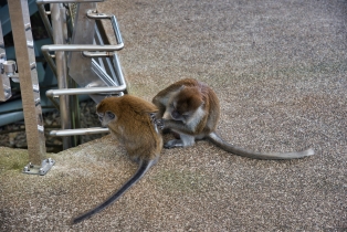Animals_30