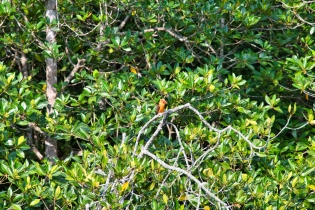 Animals_31