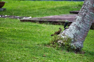 Animals_32