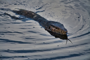 Animals_34