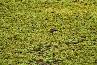 Animals_35