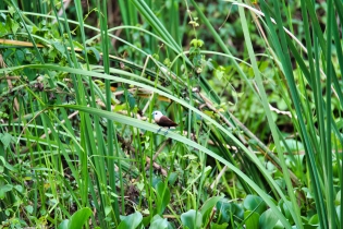 Animals_36