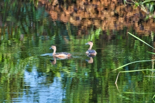 Animals_37