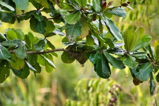 Animals_39