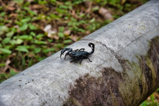 Animals_3