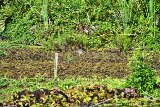 Animals_41