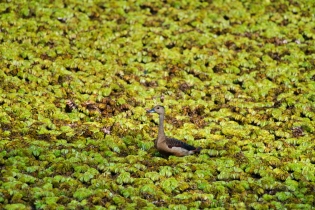 Animals_42