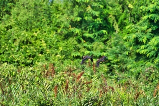 Animals_43