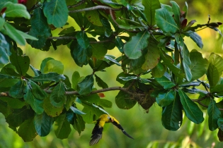 Animals_46