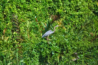 Animals_47