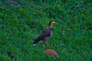 Animals_48