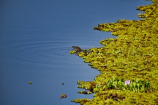 Animals_49