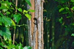 Animals_50