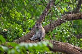 Animals_51