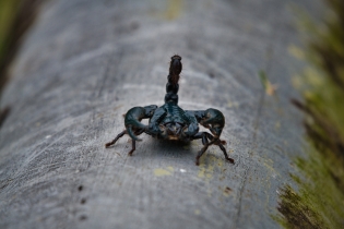 Animals_53