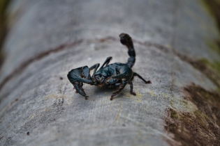 Animals_54