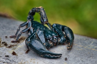 Animals_55